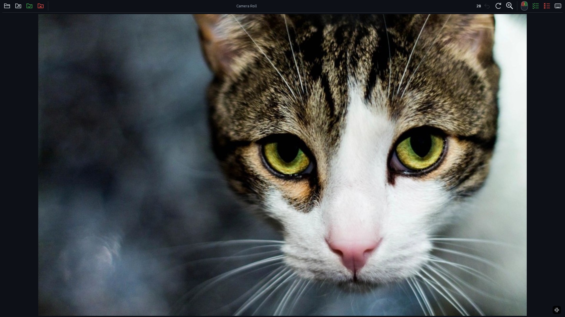A photo enlarged in Sortypix for close inspection.